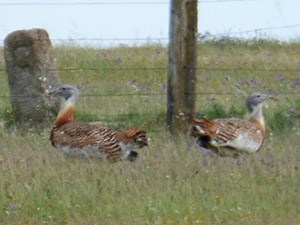Great Bustards - Otis tarda © John Muddeman